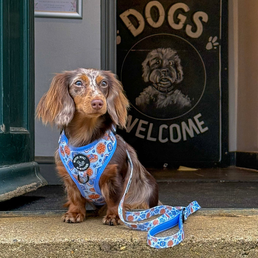 Blueberry Woofles Lead