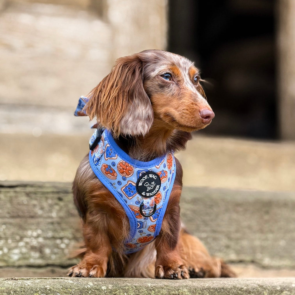 Blueberry Woofles Harness