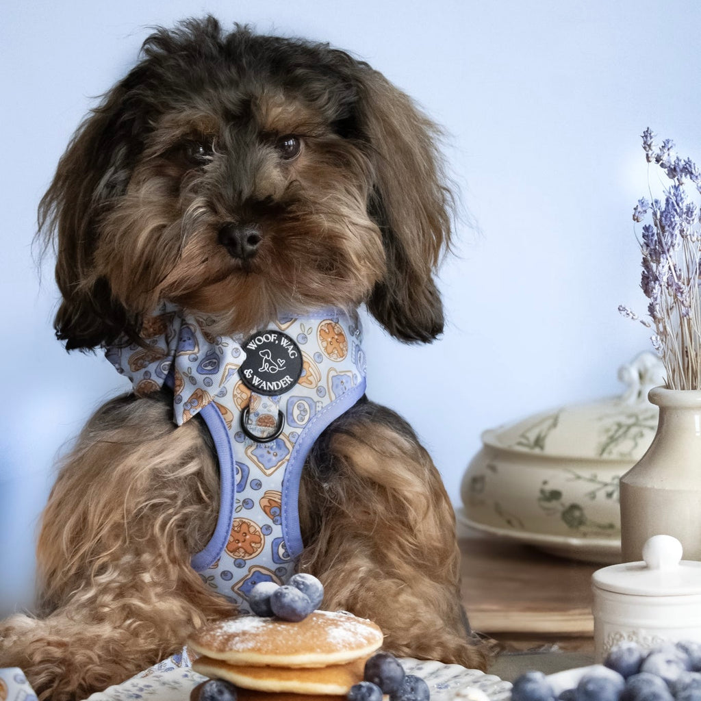 Blueberry Woofles Harness