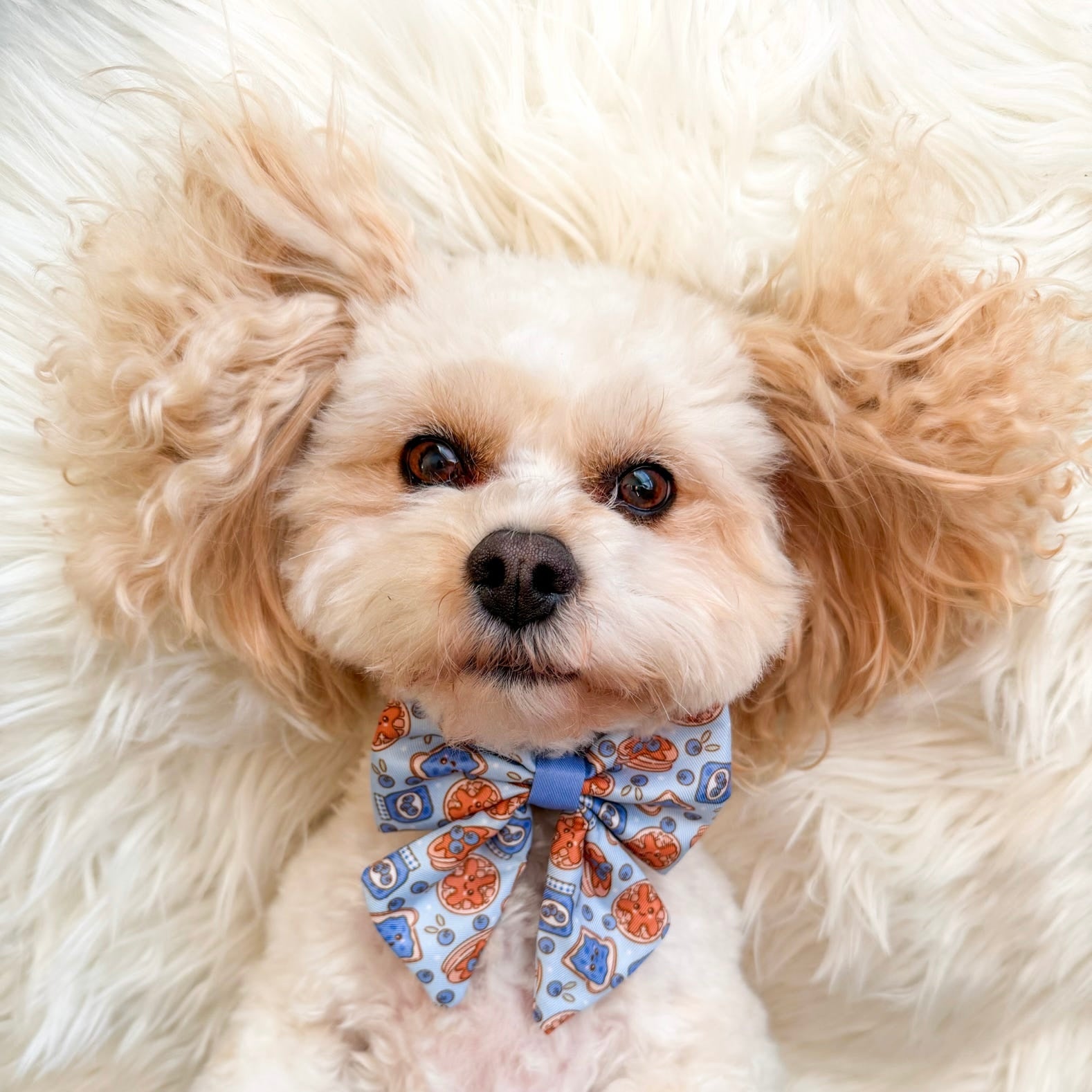 Blueberry Woofle Bow