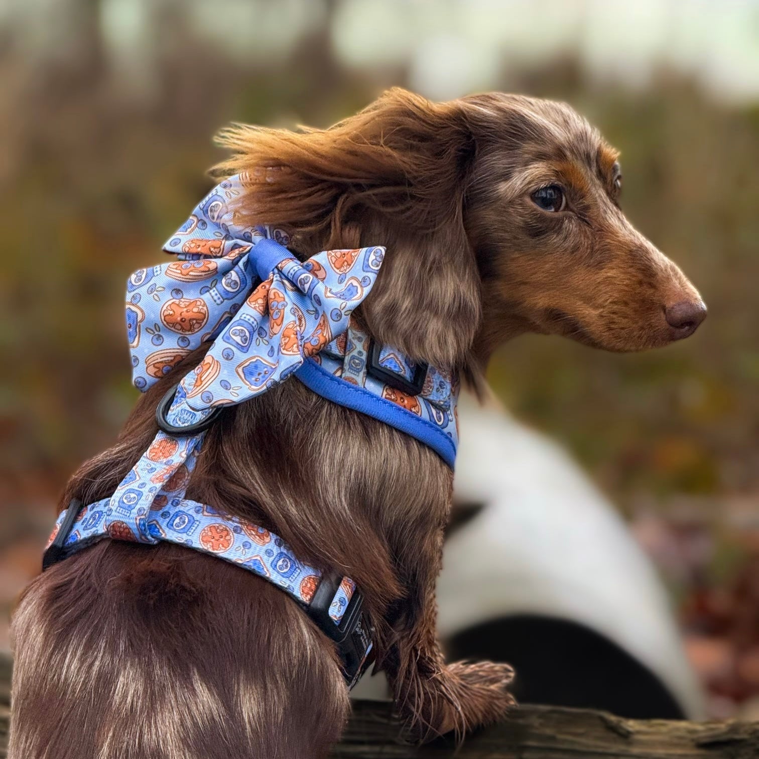 Blueberry Woofle Bow